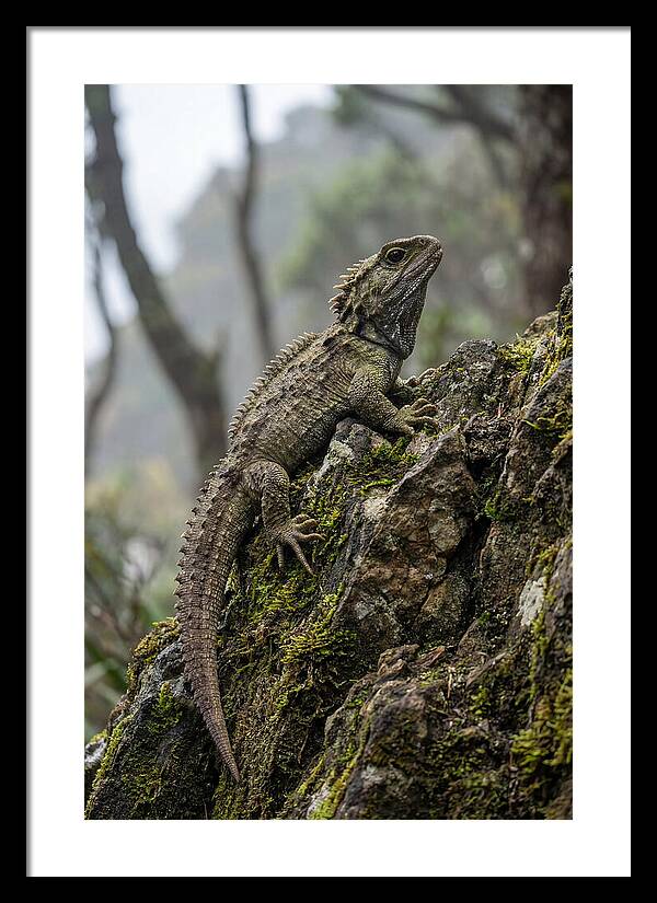 Tuatara On Rocky Outcrop