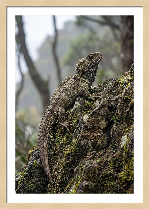 Tuatara On Rocky Outcrop