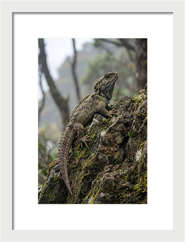 Tuatara On Rocky Outcrop