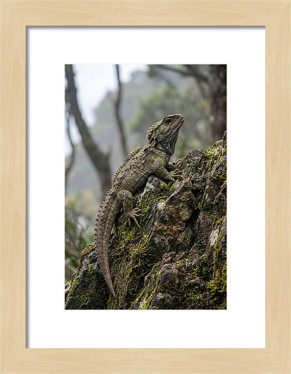 Tuatara On Rocky Outcrop