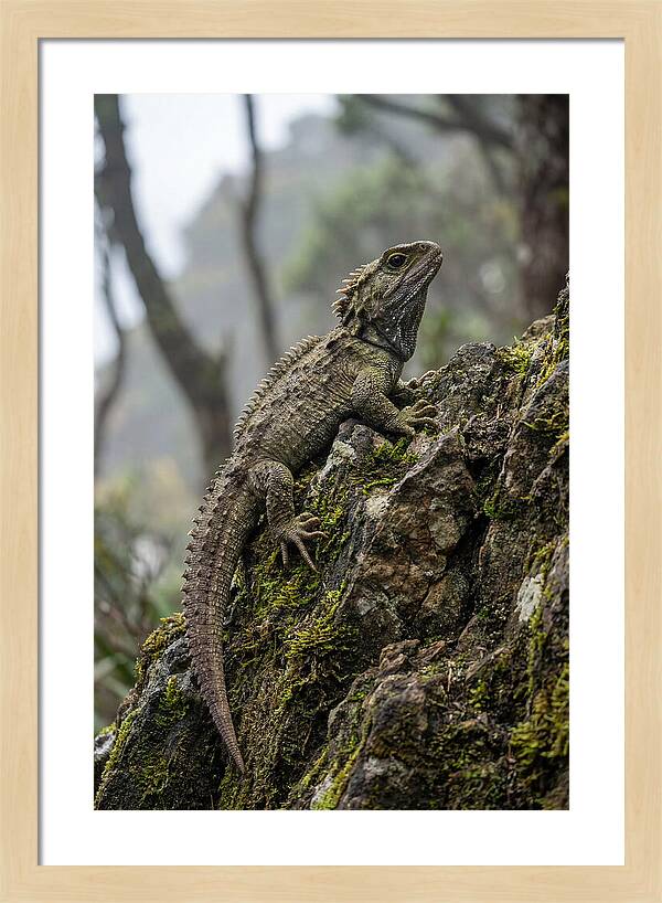 Tuatara On Rocky Outcrop