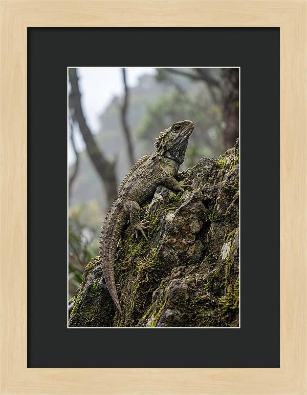 Tuatara On Rocky Outcrop