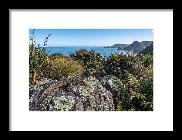 Tuatara On The Rocks