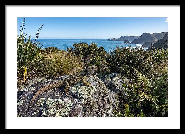 Tuatara On The Rocks
