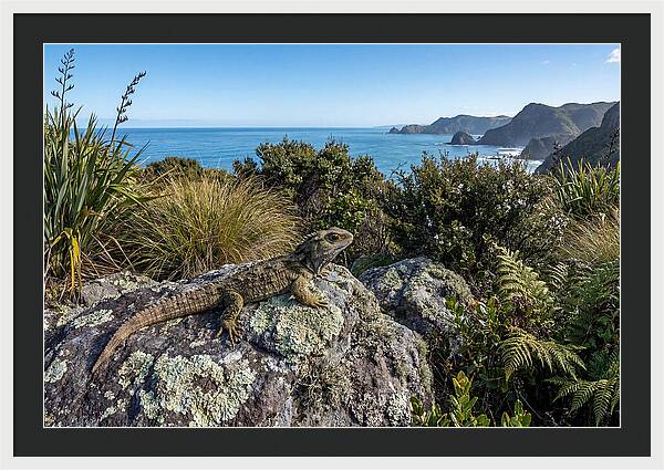 Tuatara On The Rocks