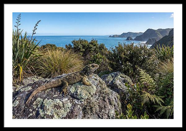 Tuatara On The Rocks