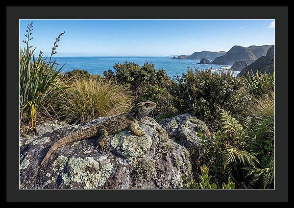 Tuatara On The Rocks