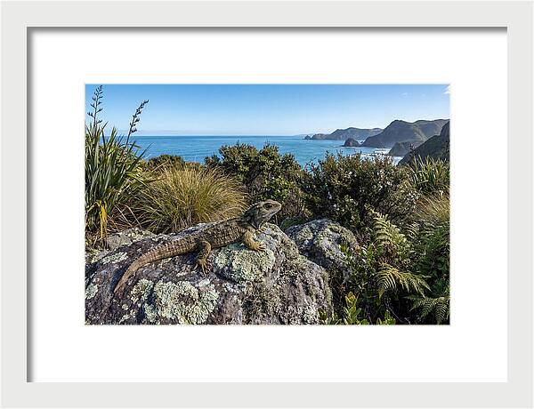 Tuatara On The Rocks