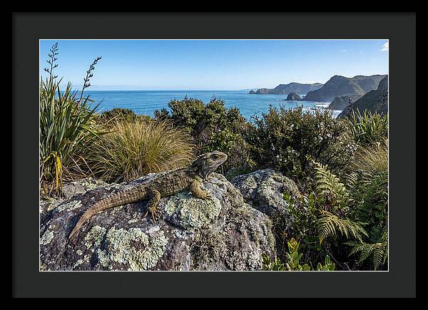 Tuatara On The Rocks