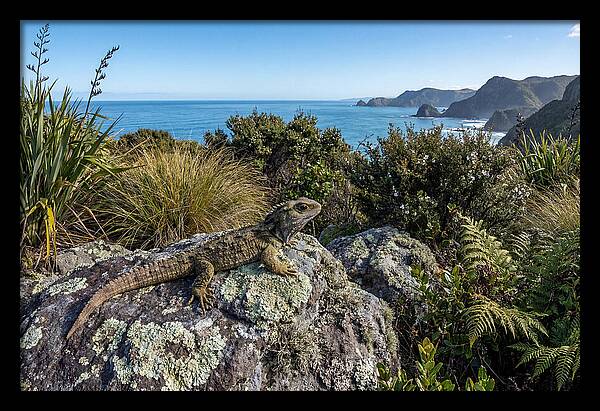 Tuatara On The Rocks