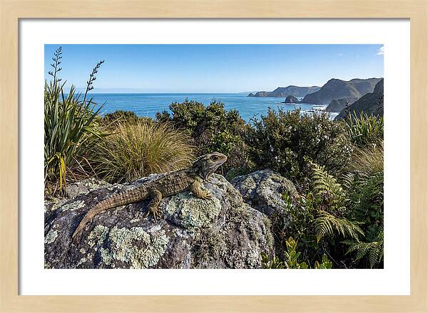 Tuatara On The Rocks