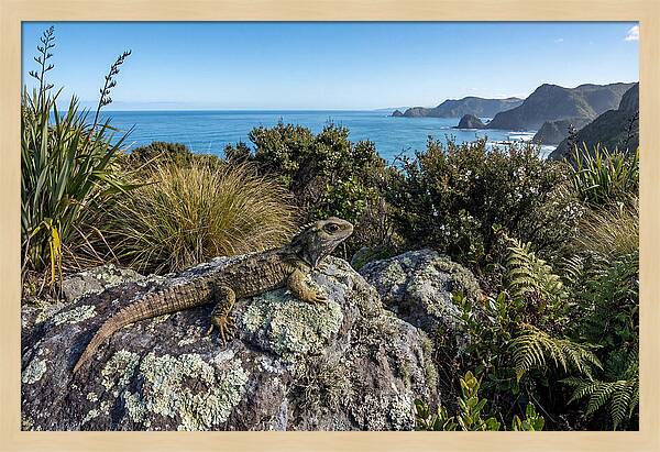 Tuatara On The Rocks
