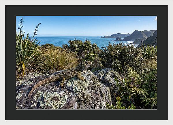 Tuatara On The Rocks