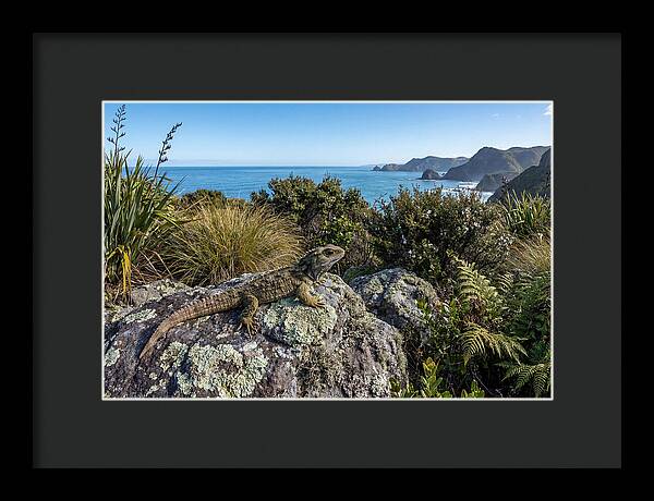 Tuatara On The Rocks
