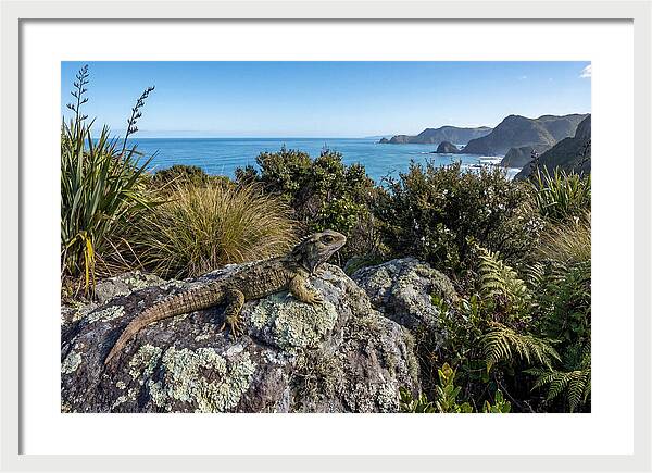 Tuatara On The Rocks