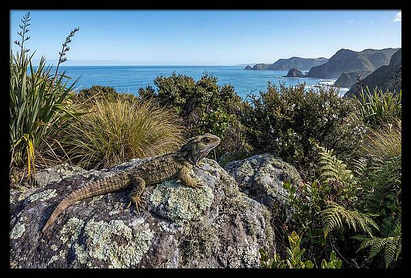 Tuatara On The Rocks