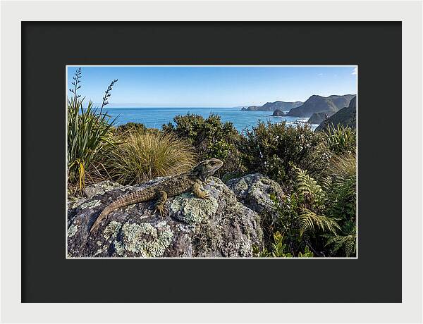 Tuatara On The Rocks