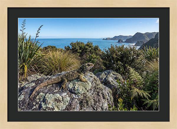 Tuatara On The Rocks