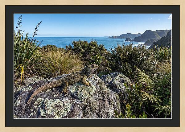 Tuatara On The Rocks