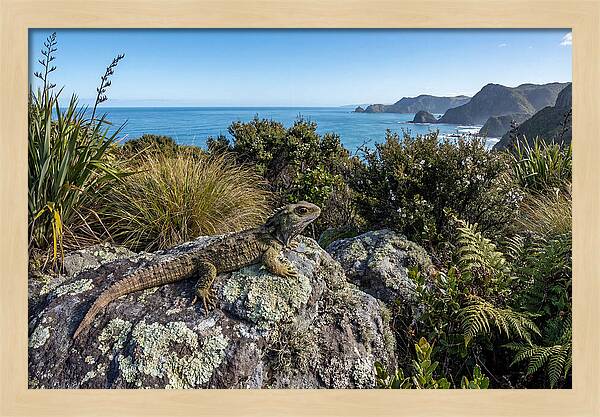 Tuatara On The Rocks