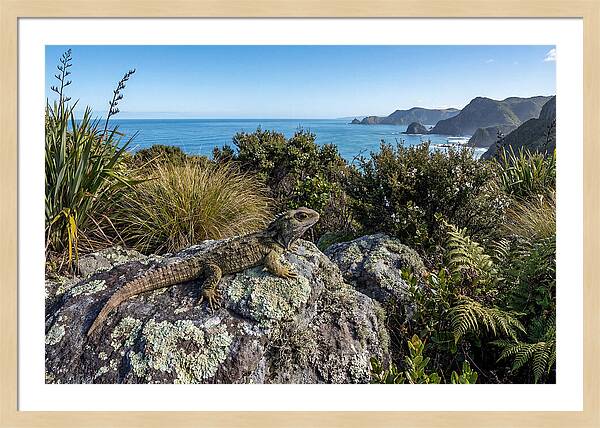 Tuatara On The Rocks