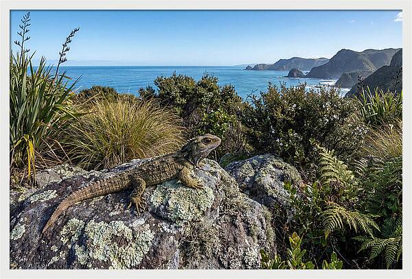 Tuatara On The Rocks