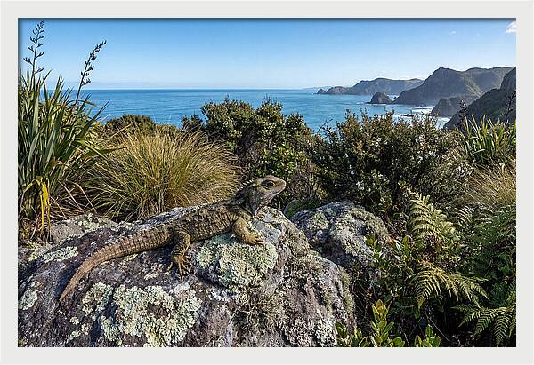 Tuatara On The Rocks