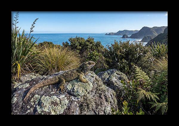 Tuatara On The Rocks