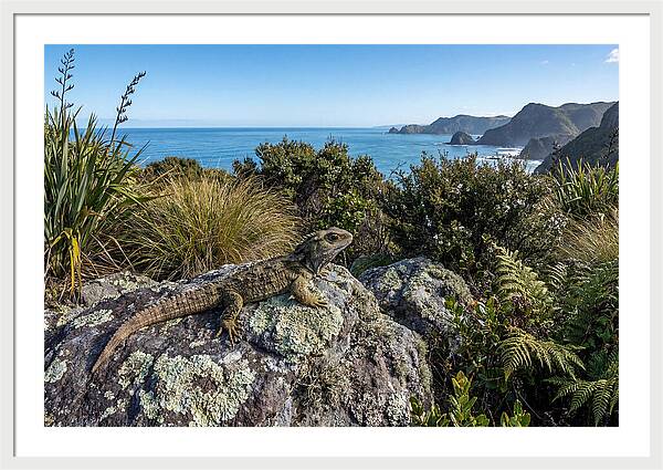 Tuatara On The Rocks