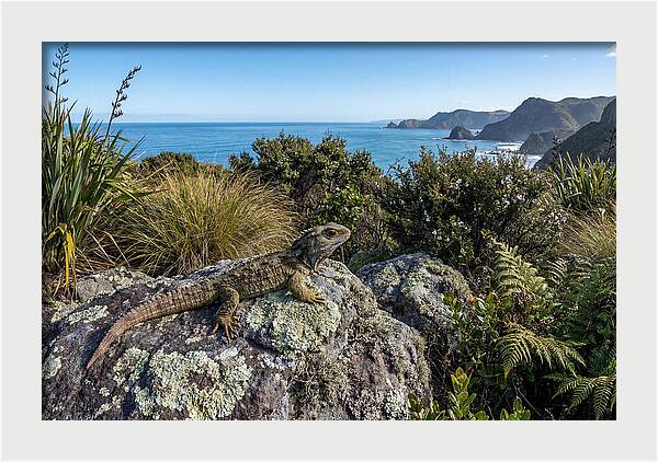 Tuatara On The Rocks