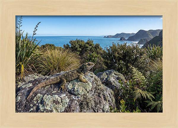 Tuatara On The Rocks