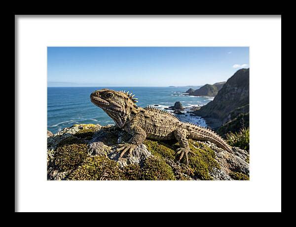 Tuatara On The Rocky Shore