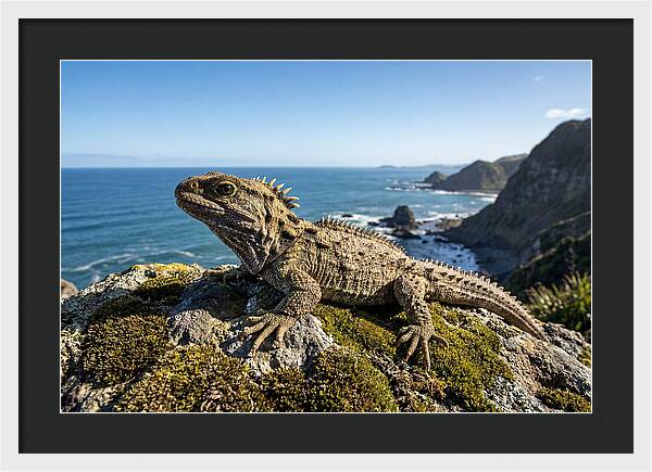 Tuatara On The Rocky Shore