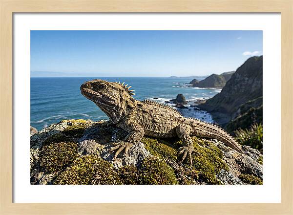 Tuatara On The Rocky Shore