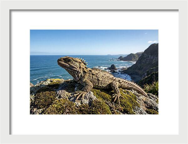 Tuatara On The Rocky Shore