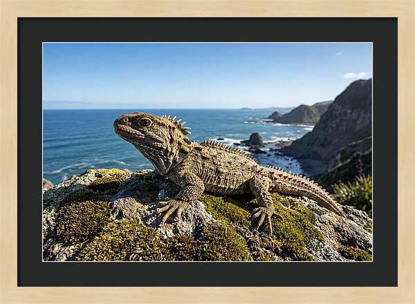 Tuatara On The Rocky Shore