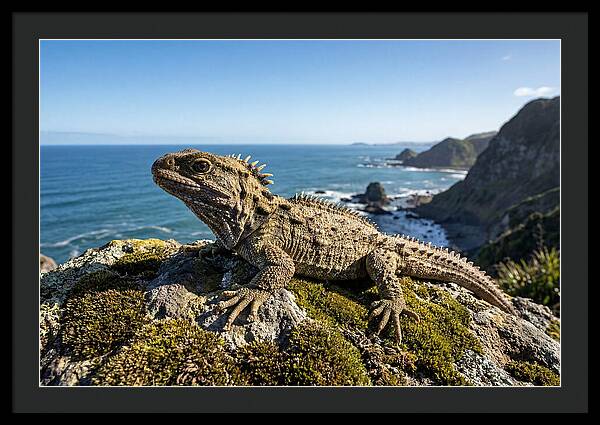 Tuatara On The Rocky Shore