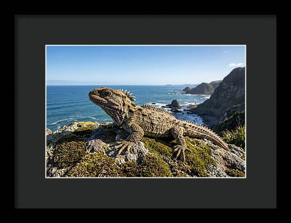 Tuatara On The Rocky Shore