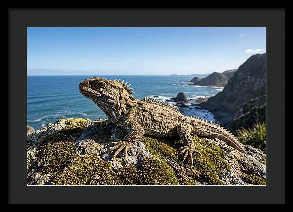 Tuatara On The Rocky Shore