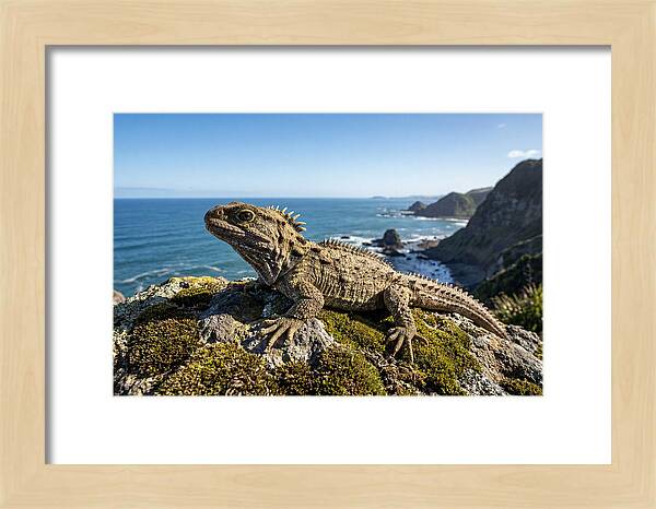Tuatara On The Rocky Shore