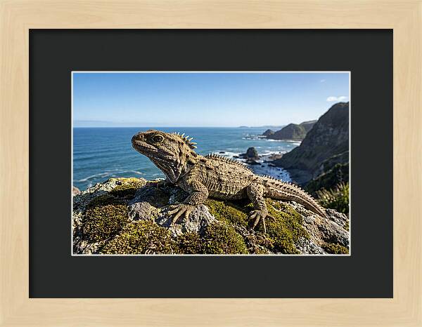 Tuatara On The Rocky Shore