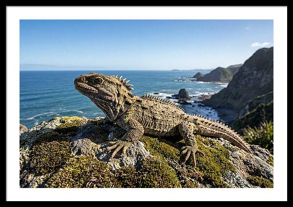 Tuatara On The Rocky Shore