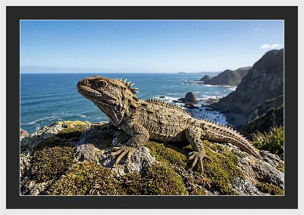 Tuatara On The Rocky Shore