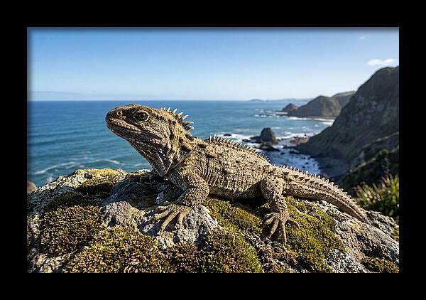 Tuatara On The Rocky Shore
