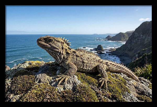 Tuatara On The Rocky Shore