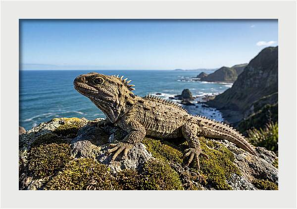 Tuatara On The Rocky Shore