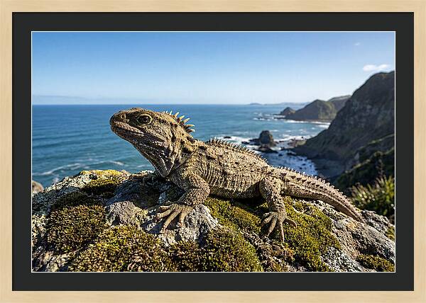 Tuatara On The Rocky Shore