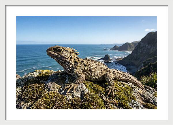 Tuatara On The Rocky Shore