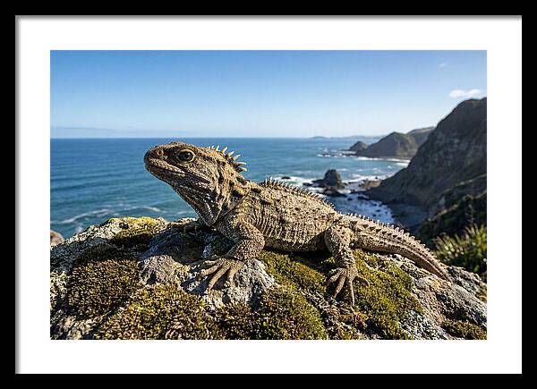 Tuatara On The Rocky Shore