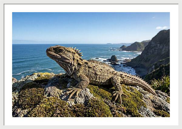 Tuatara On The Rocky Shore